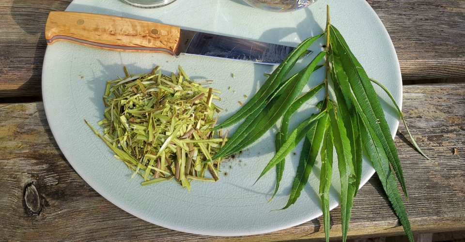 Heilpflanzen-Rezept: Weidenrinden Tinktur | DAS natürliche Schmerzmittel