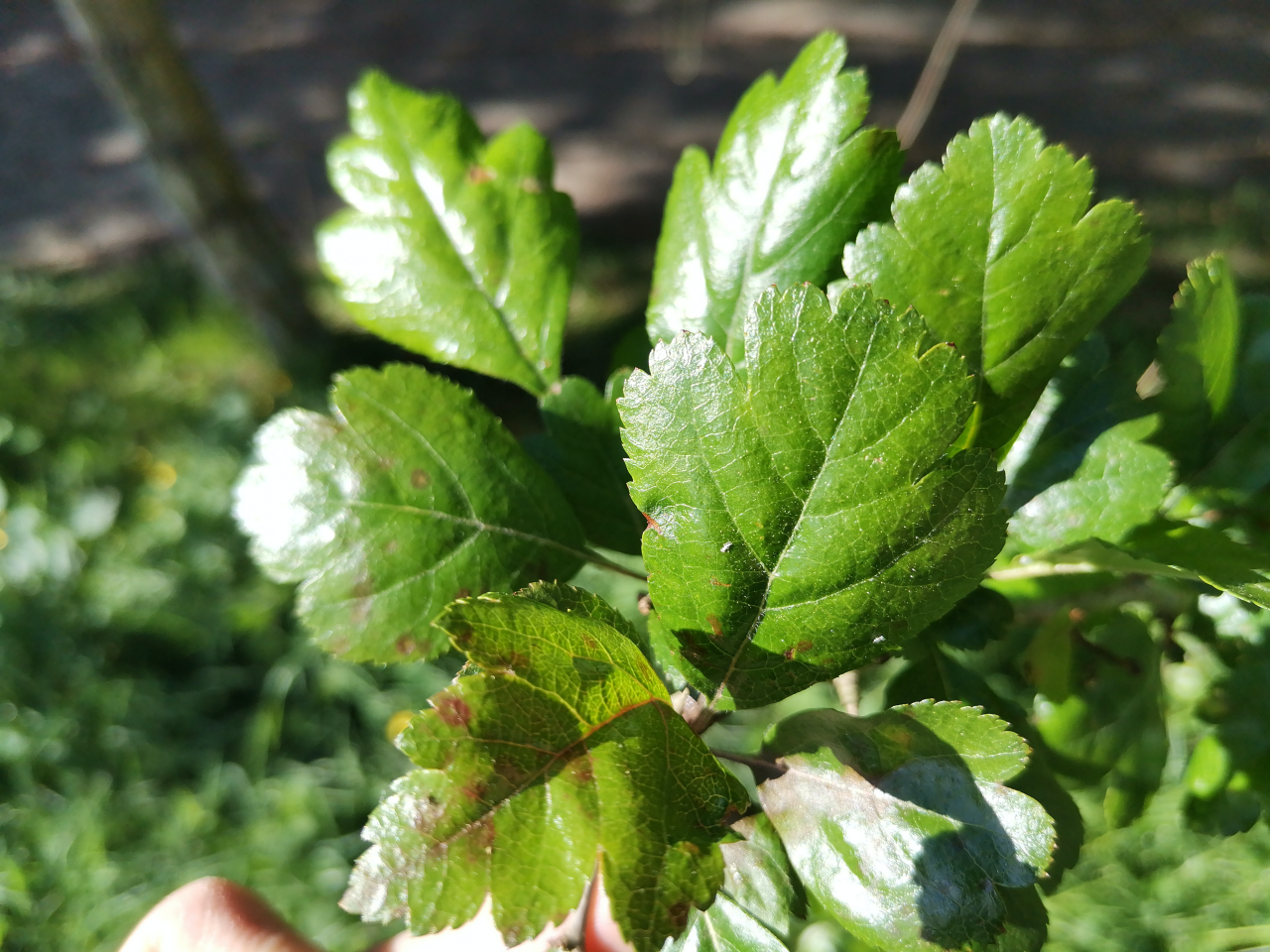 Weißdorn Blatt