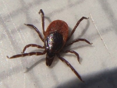 Borreliose, Zecke, Lyme-Borreliose, 