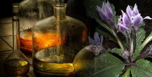 Phytotherapie - Die Pflanzenheilkunde Unter Phytotherapie versteht man die Behandlung und Vorbeugung von Krankheiten und Befindlichkeitsstörungen durch Pflanzen