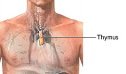 Die Thymusdrüse und das Immunsystem