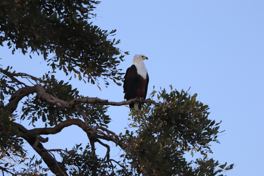 Schreiseeadler