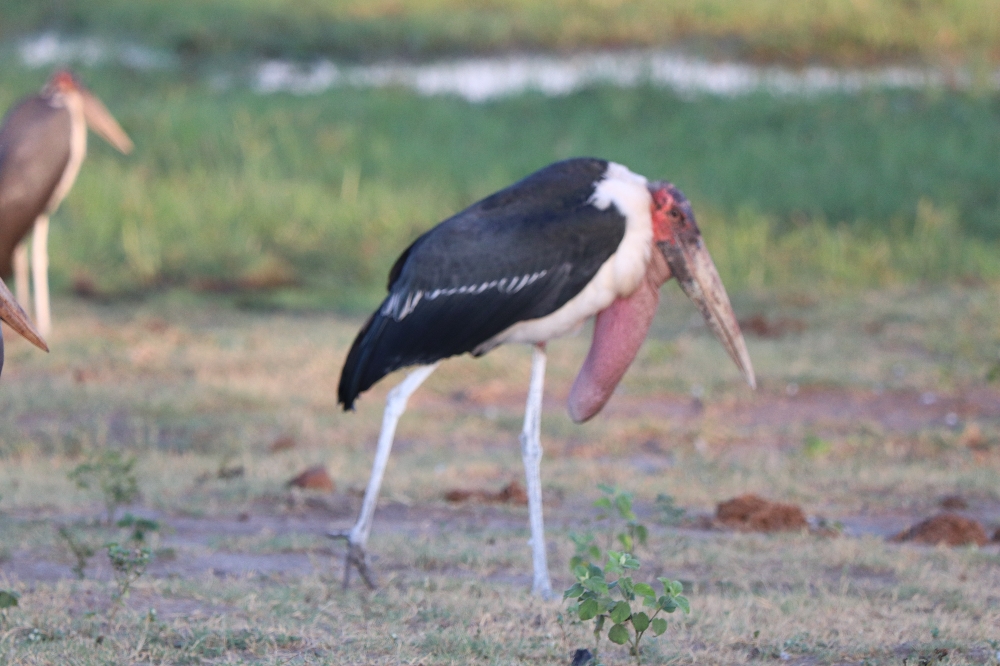 Marabu