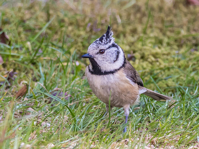 Haubenmeise; Foto NABU/B. Seelmann-Eggebert