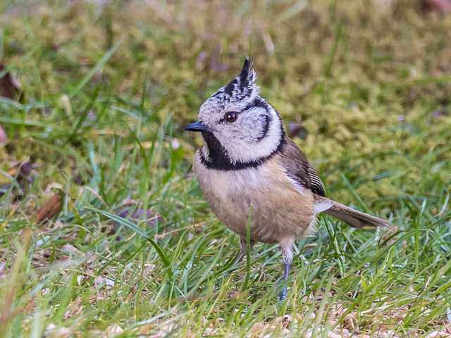 Haubenmeise; Foto NABU/B. Seelmann-Eggebert