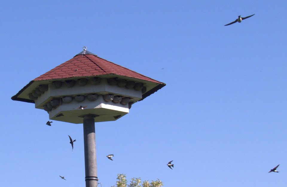 Schwalben fliegen um das Schwalbenhaus mit seinen 43 Nestern