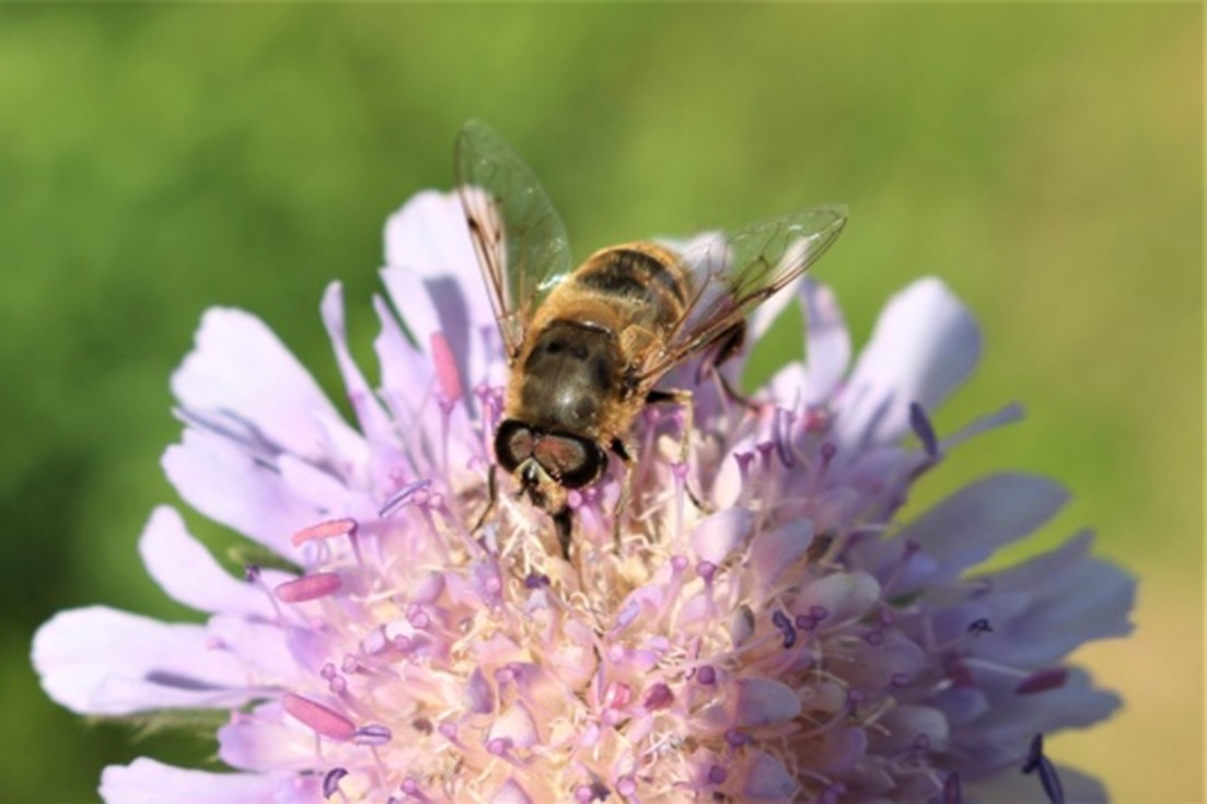 Schwebfliege, Foto: Romie Rupp