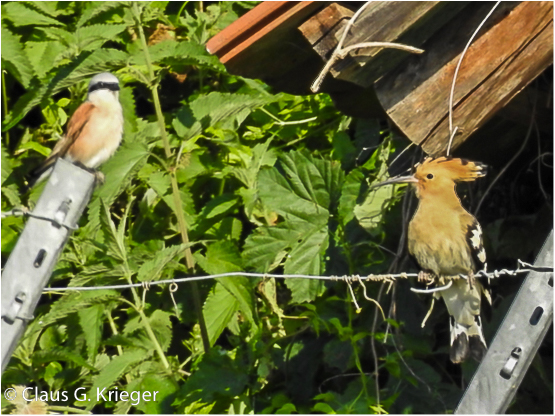 Neuntöter (l) und Wiedehopf (r) im Zwiegespräch: über Nahrungsmangel? Foto v. C.G.Krieger