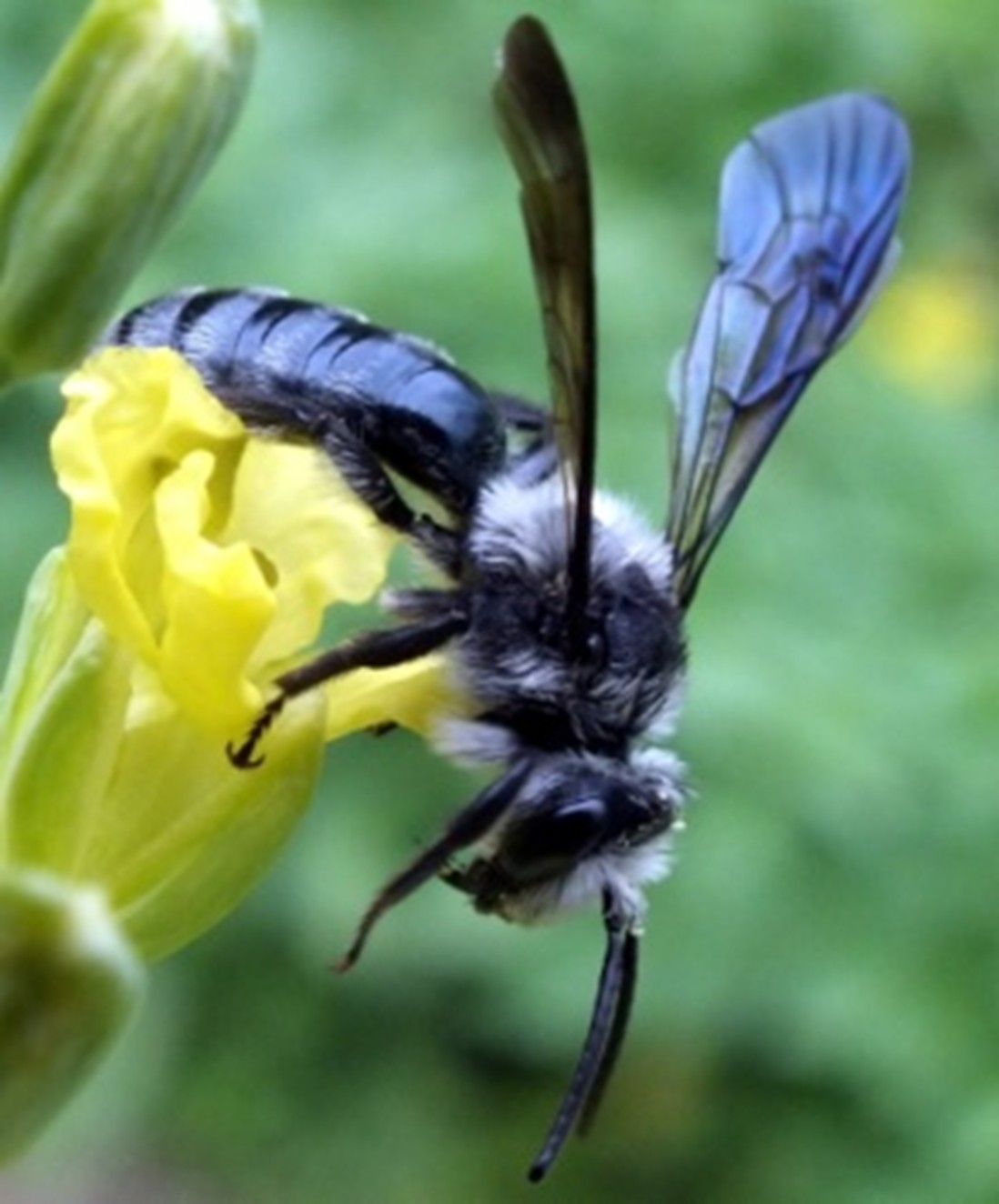 Blauschillersandbiene, Foto: Josef Aschenbrenner