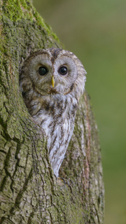 Foto: NABU/Christoph Bosch