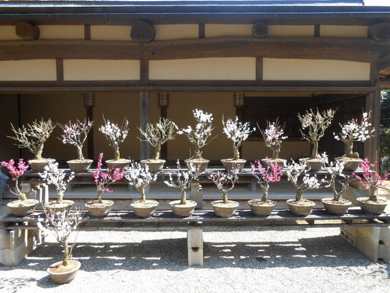 Kyoto Sightseeing Taxi English Interpreter Tourist Guide Nobuaki Nagata