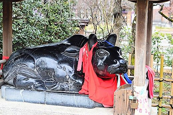 北野天満宮の撫で牛を撫でて合格祈願