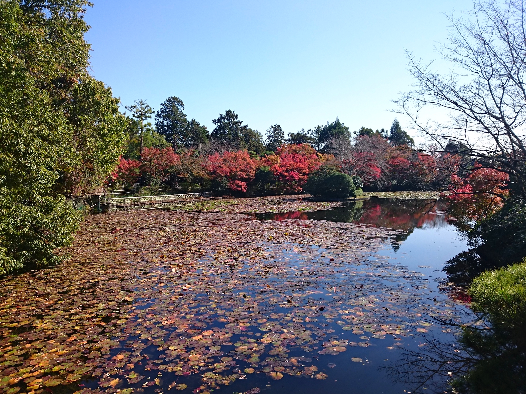 龍安寺鏡容池（きょうようち）