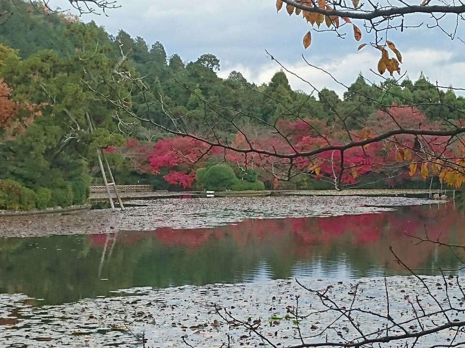 飛地境内地 龍安寺 鏡容池