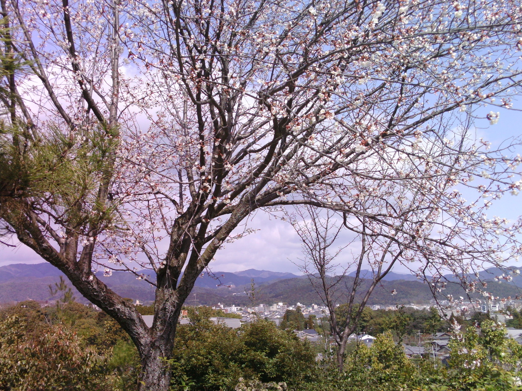 桜の名所・船岡山公園