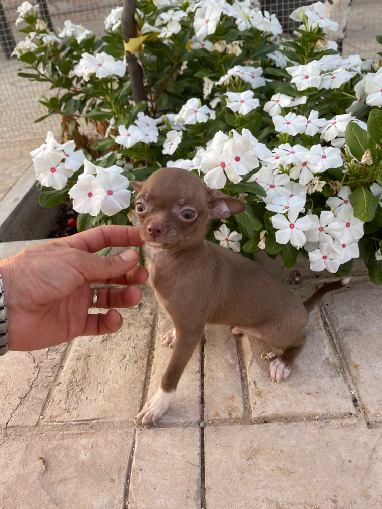 chihuahua chocolate y blanco
