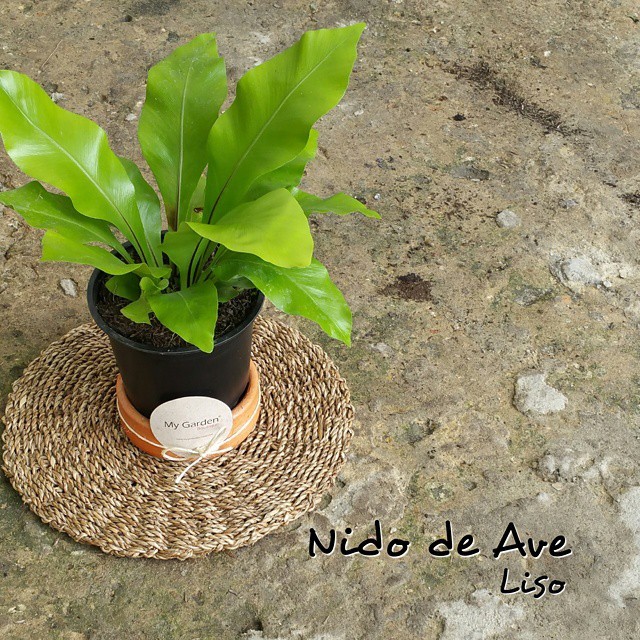 Para Adentro Jardin Plantas Diseno De Jardines Jardineria Urbana Jardin Vertical