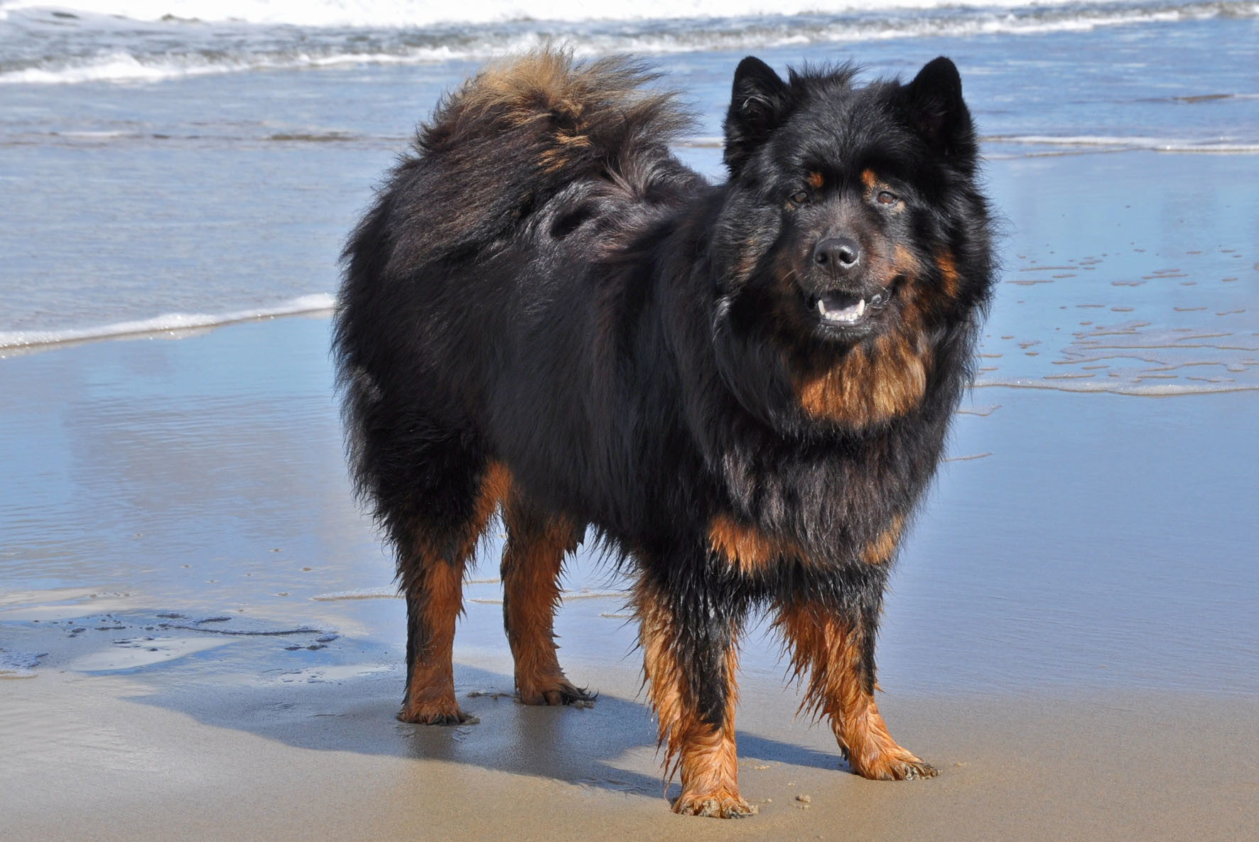 Farbschlage Interessengemeinschaft Fur Altstammige Eurasier