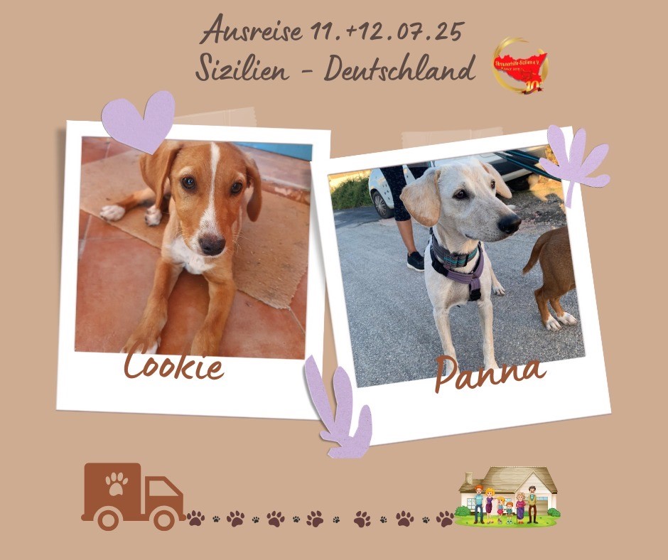 Panna & Cookie starten ins Glück