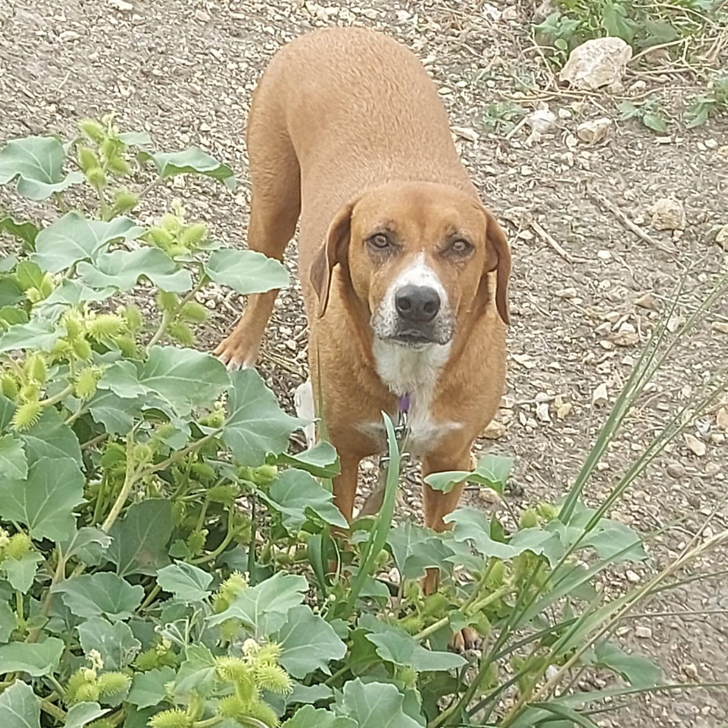 Diego