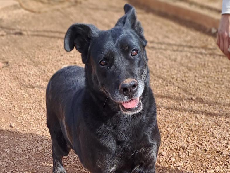 Blackie