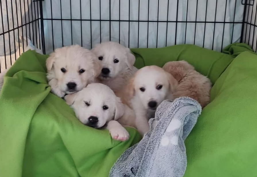 5 Welpen ausgesetzt