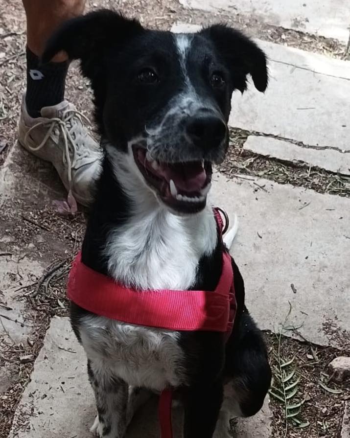 Pablo