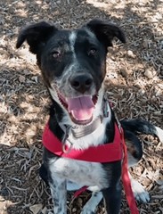 PABLO, von der Kette gerettet und und nun voller Hoffnung