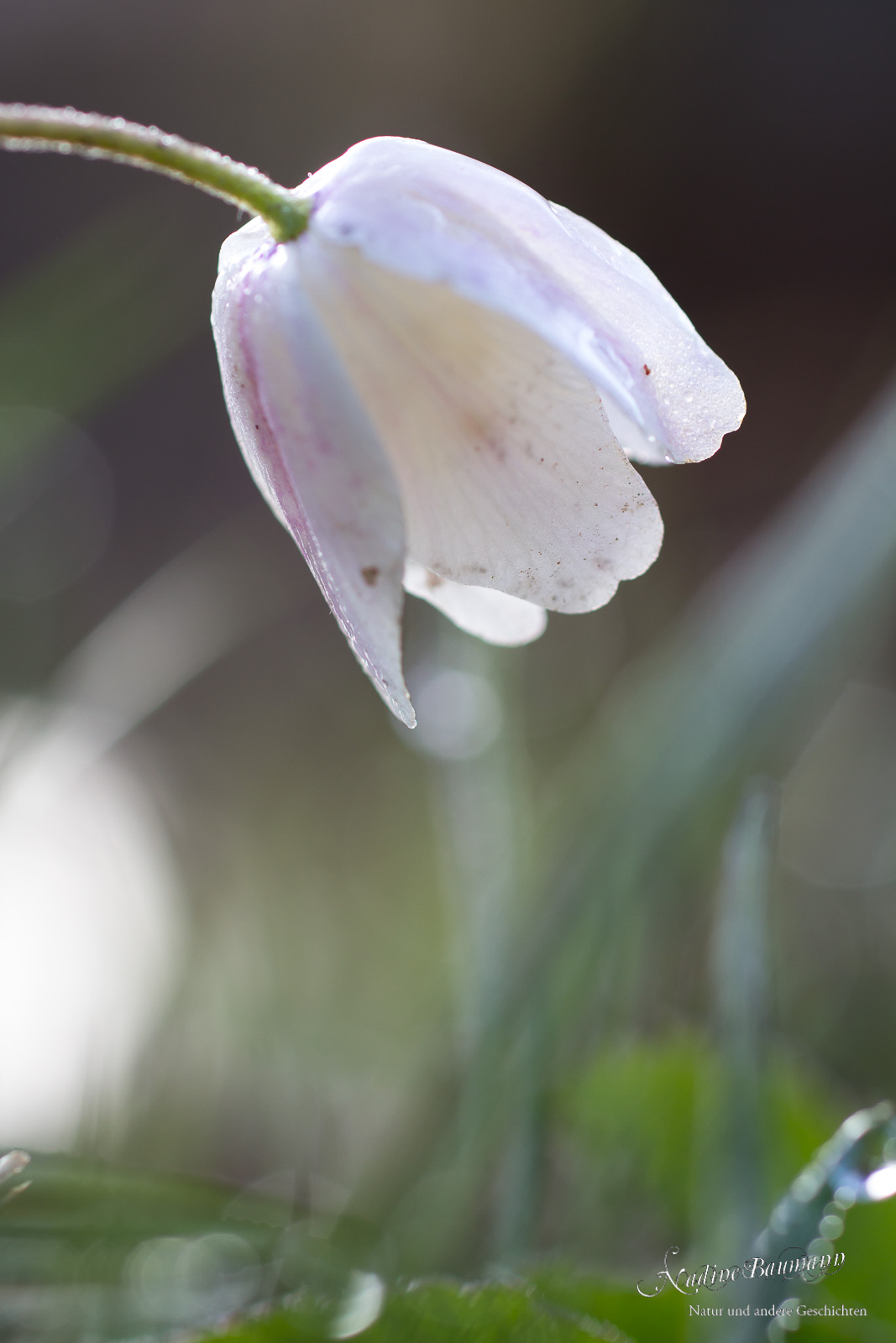 Buschwindröschen (Anemone nemorosa)