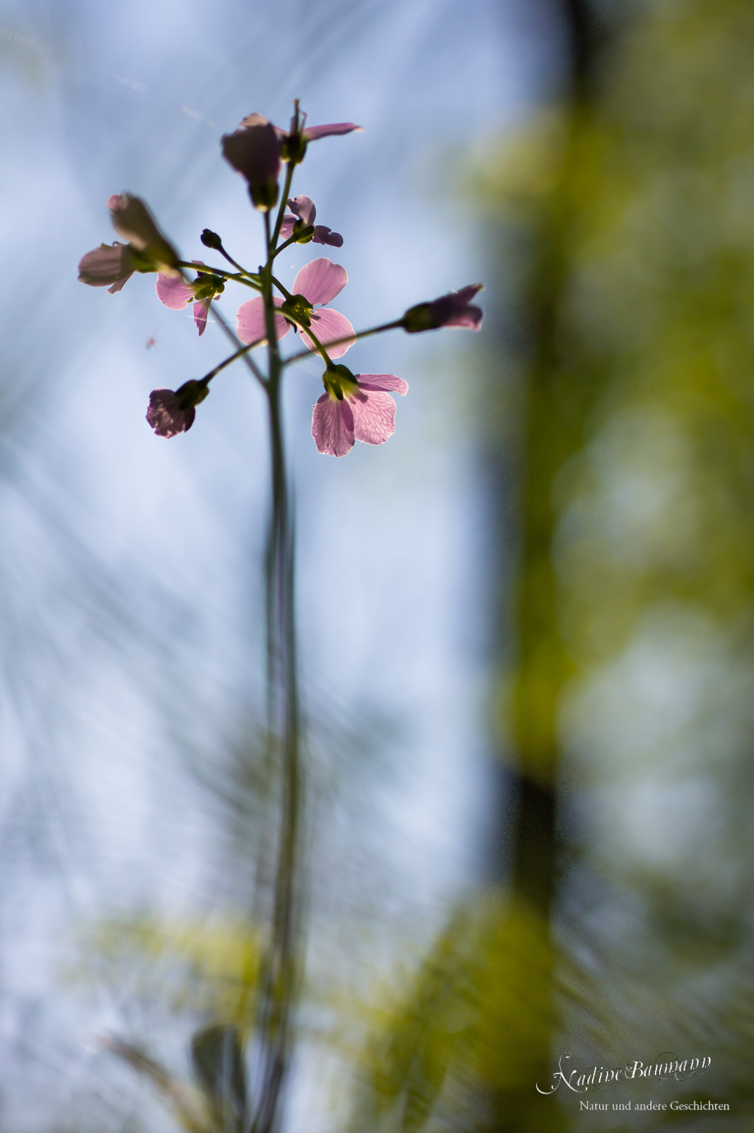 Wiesen-Schaumkraut (Cardamine pratensis)