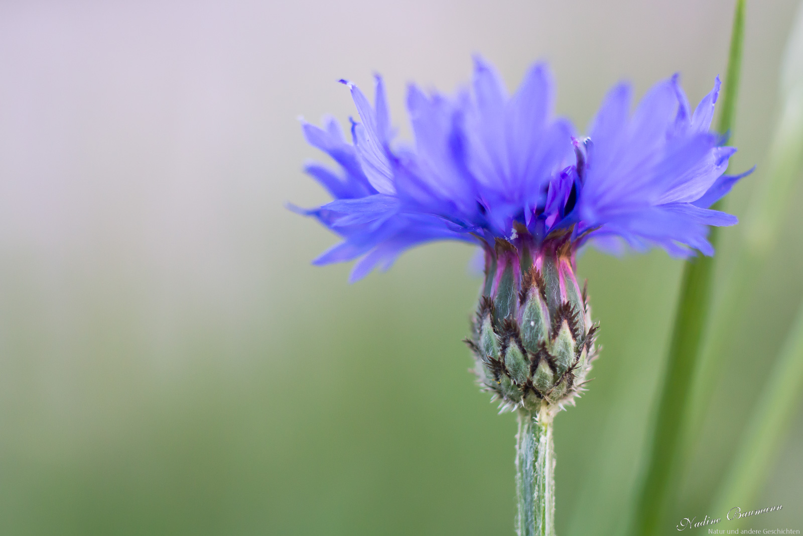 Kornblume (Centaurea cyanus)