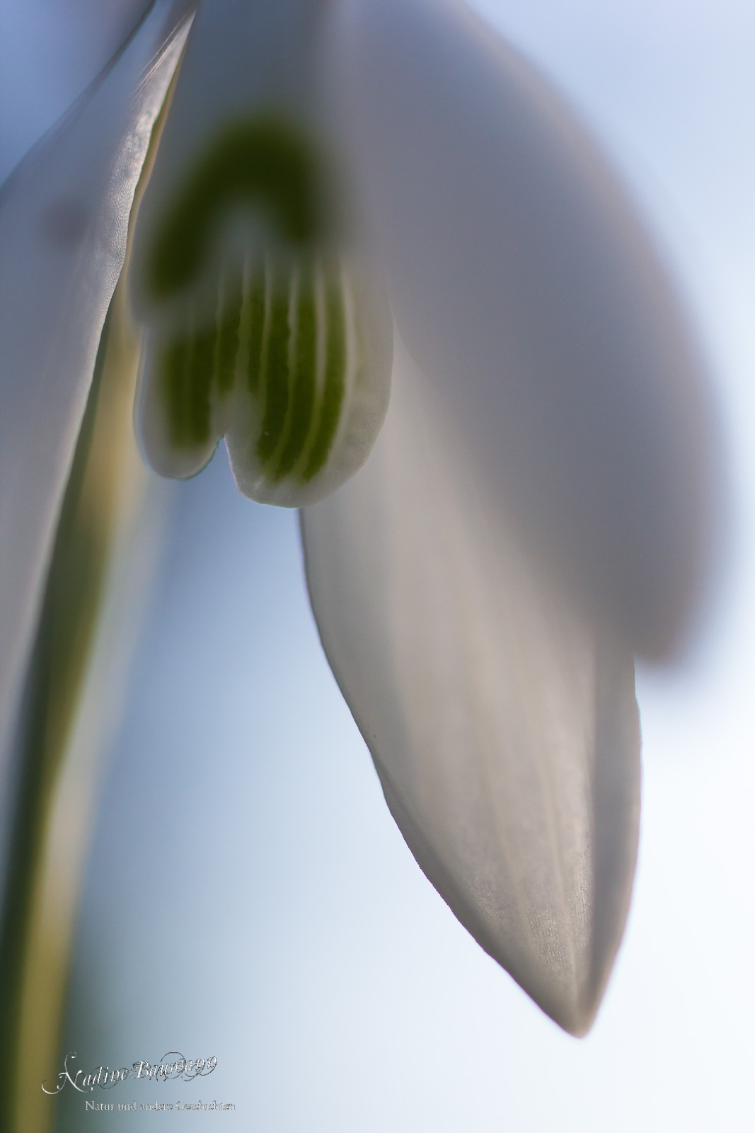 Schneeglöckchen (Galanthus nivalis)