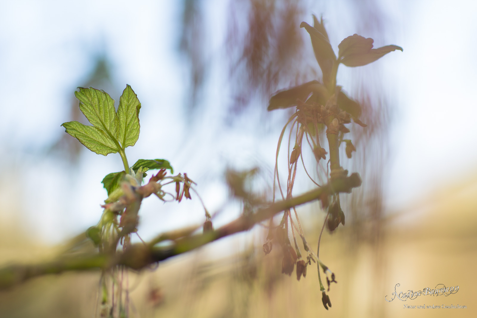 Eschen-Ahorn (Acer negundo)