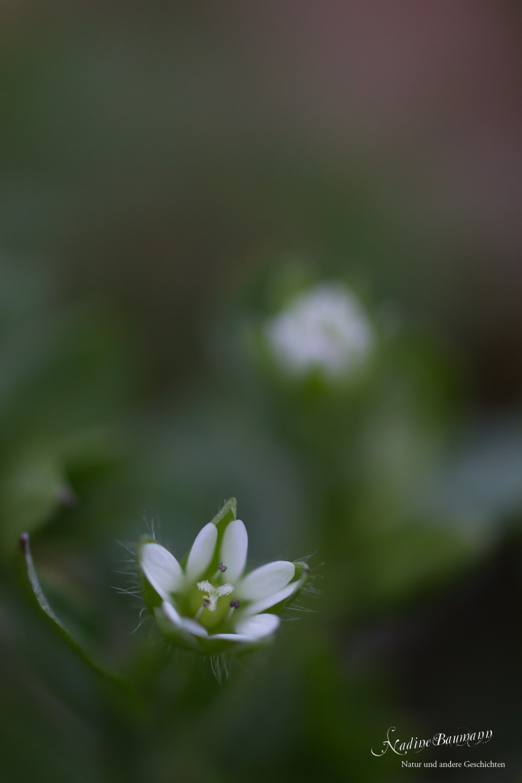 Gewöhnliche Vogelmiere (Stellaria media)