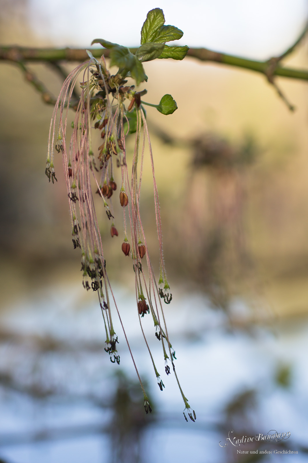 Eschen-Ahorn (Acer negundo)