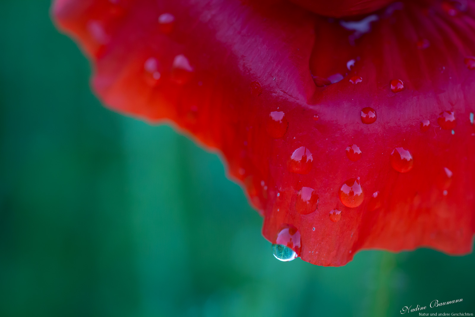 Klatschmohn (Papaver rhoeas)