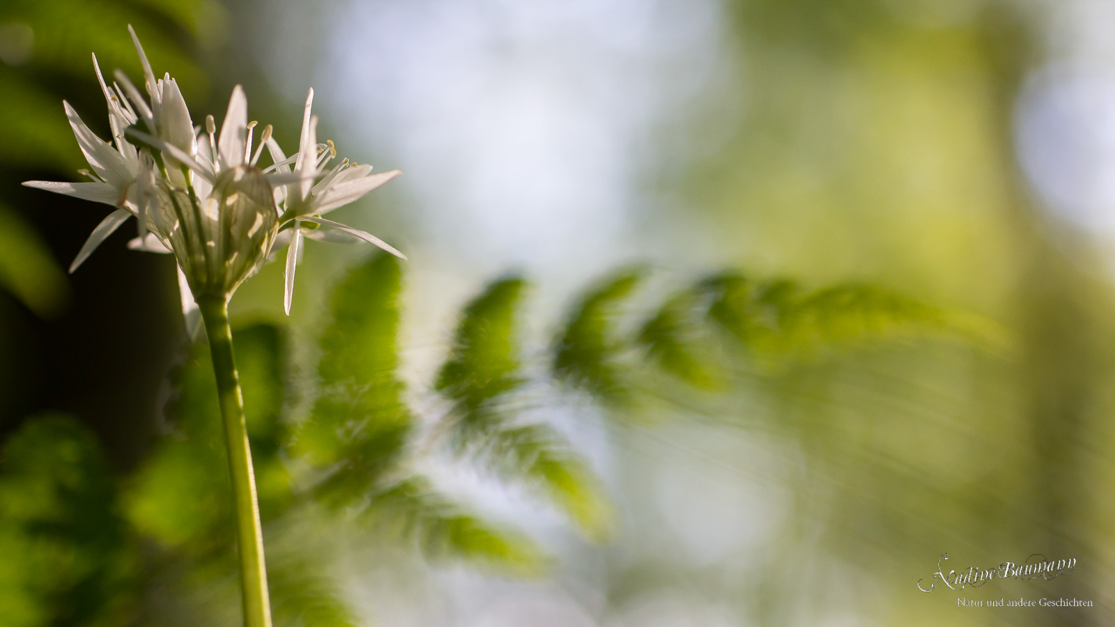 Bärlauch (Allium ursinum) und Farn