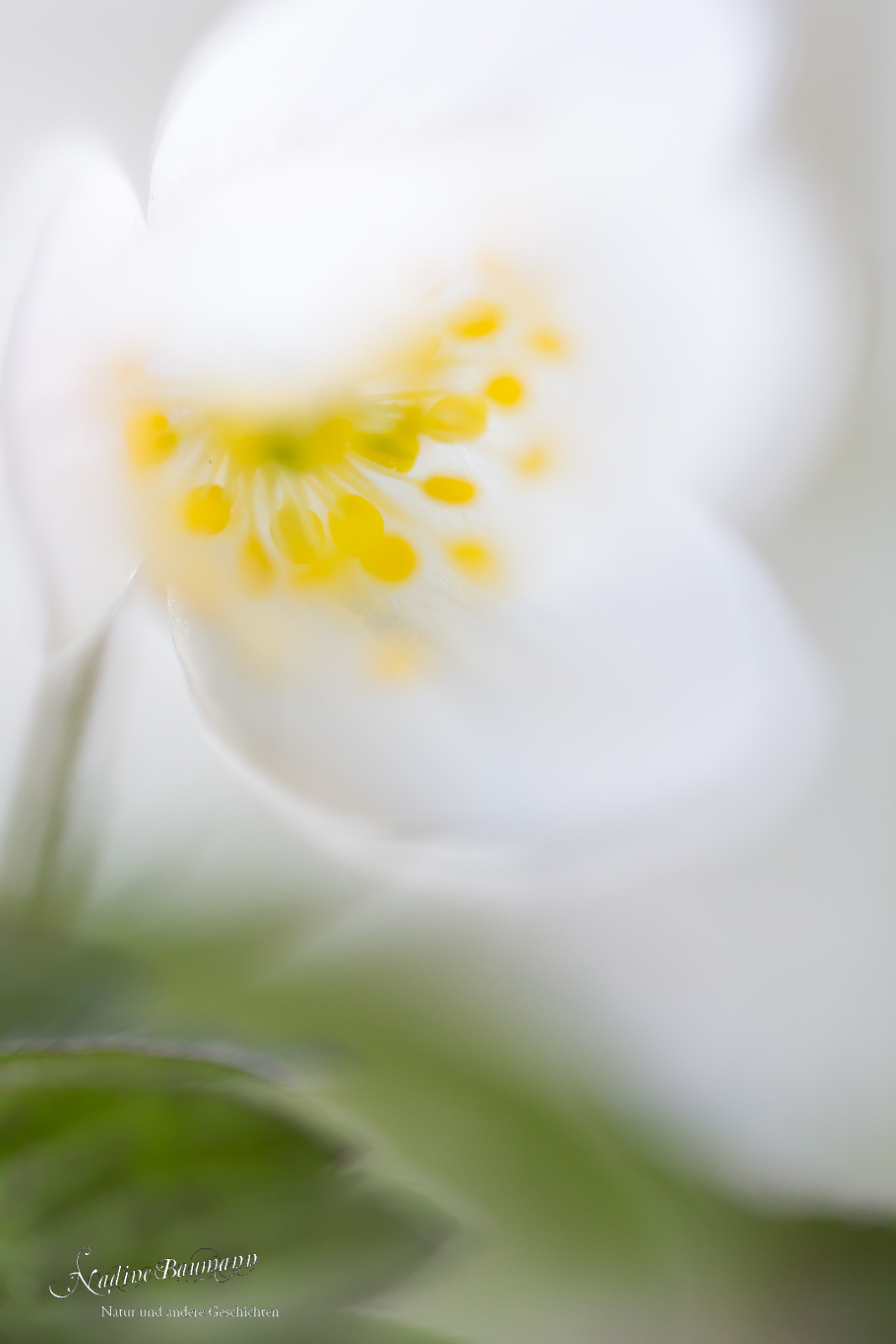 Buschwindröschen (Anemone nemorosa)