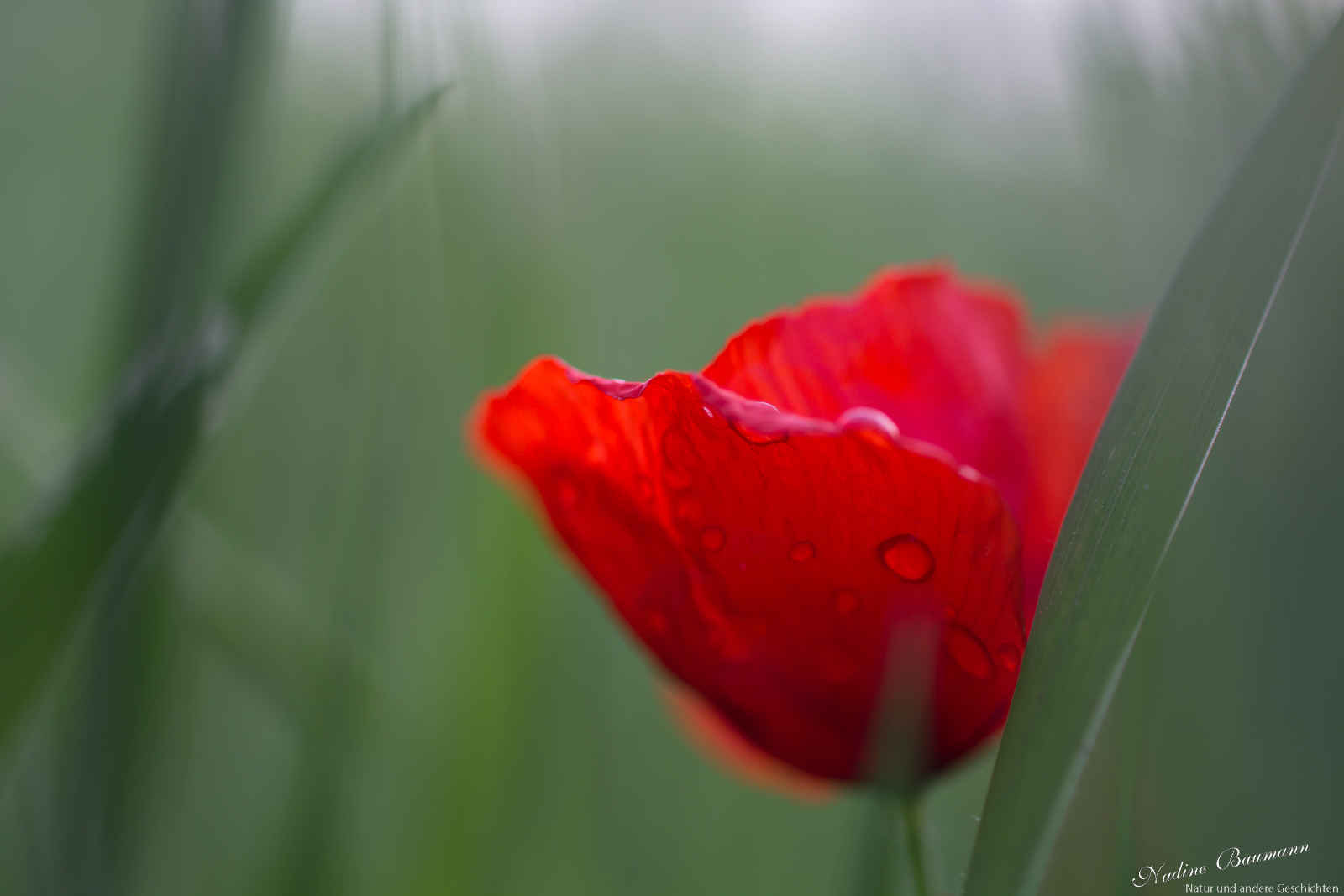 Klatschmohn (Papaver rhoeas)