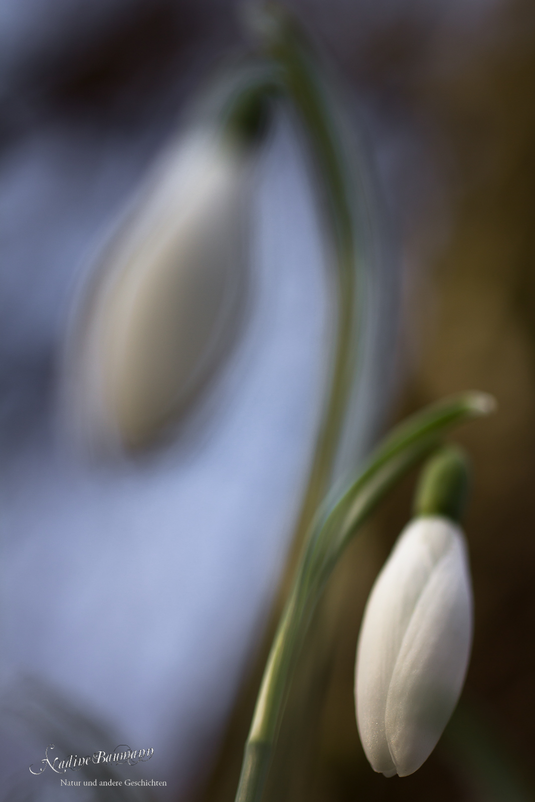 Schneeglöckchen (Galanthus nivalis)