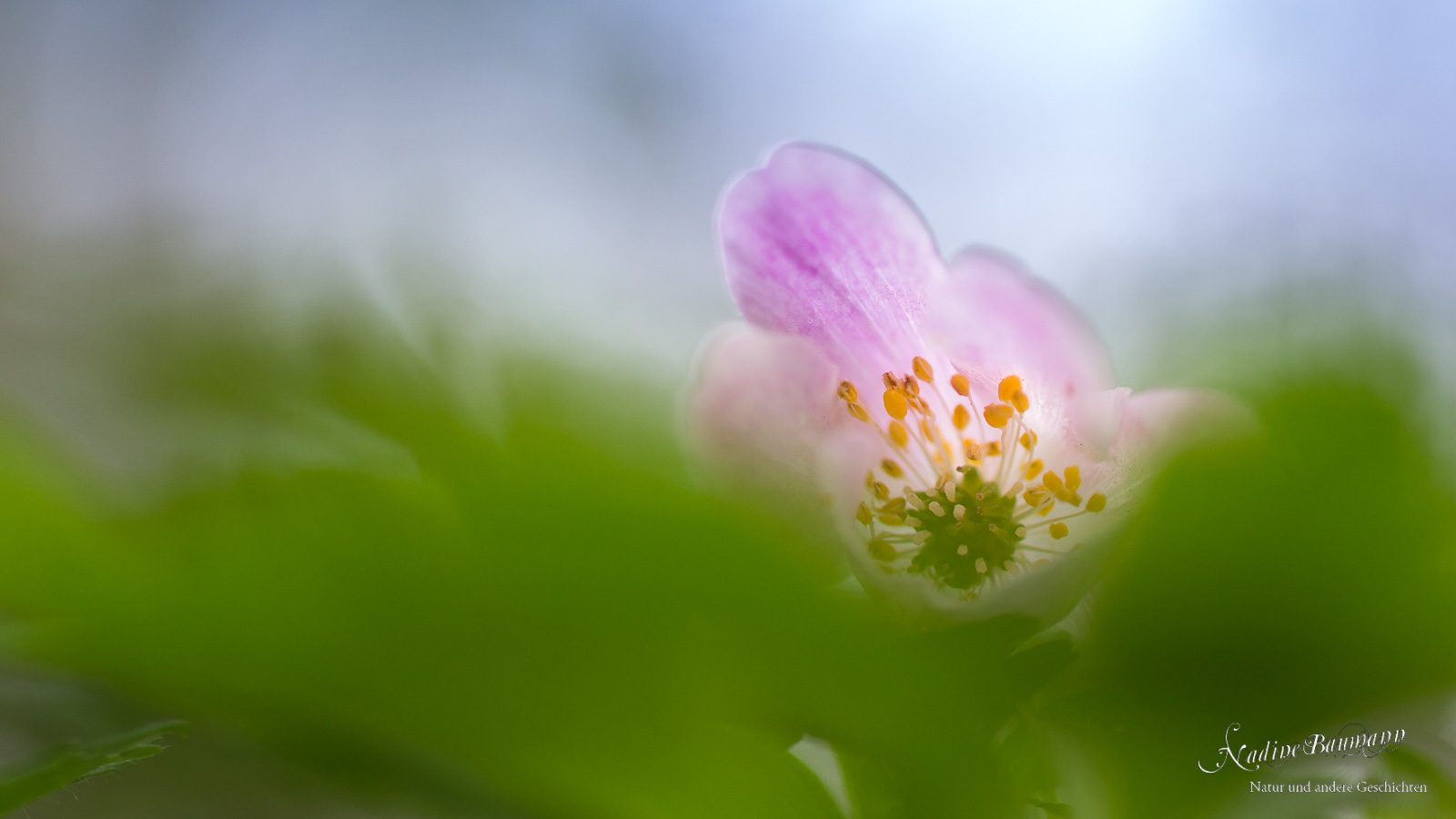 Buschwindröschen (Anemone nemorosa)