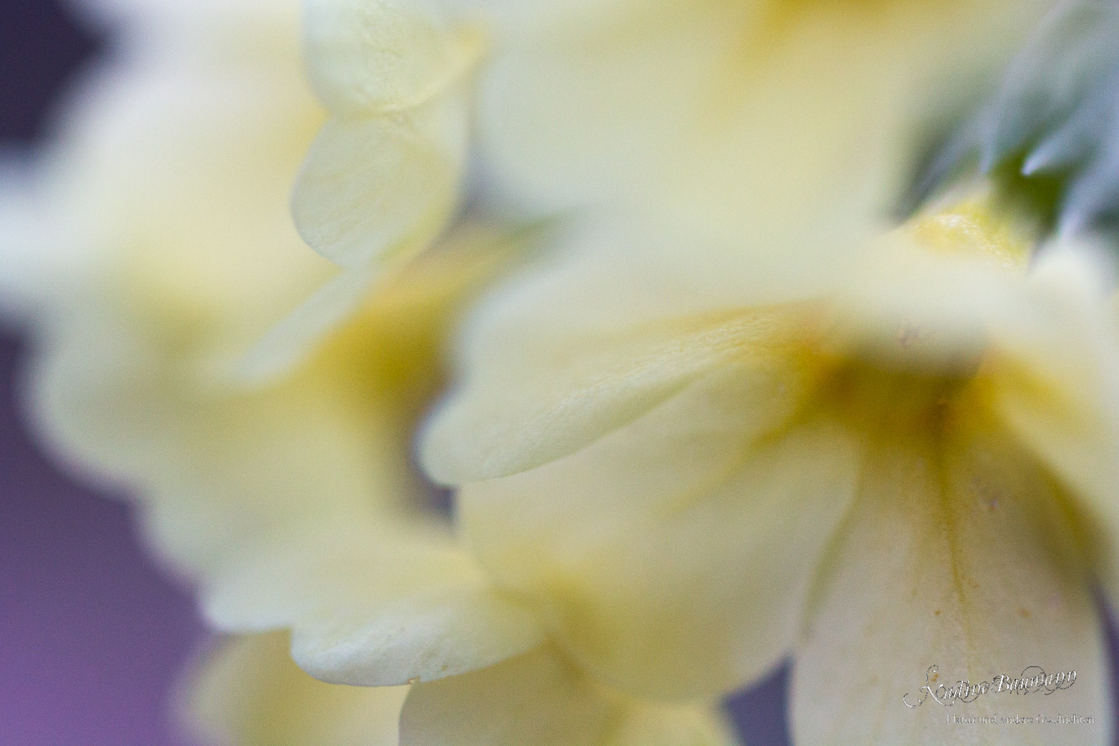 Schlüsselblume (Primula elatior) 