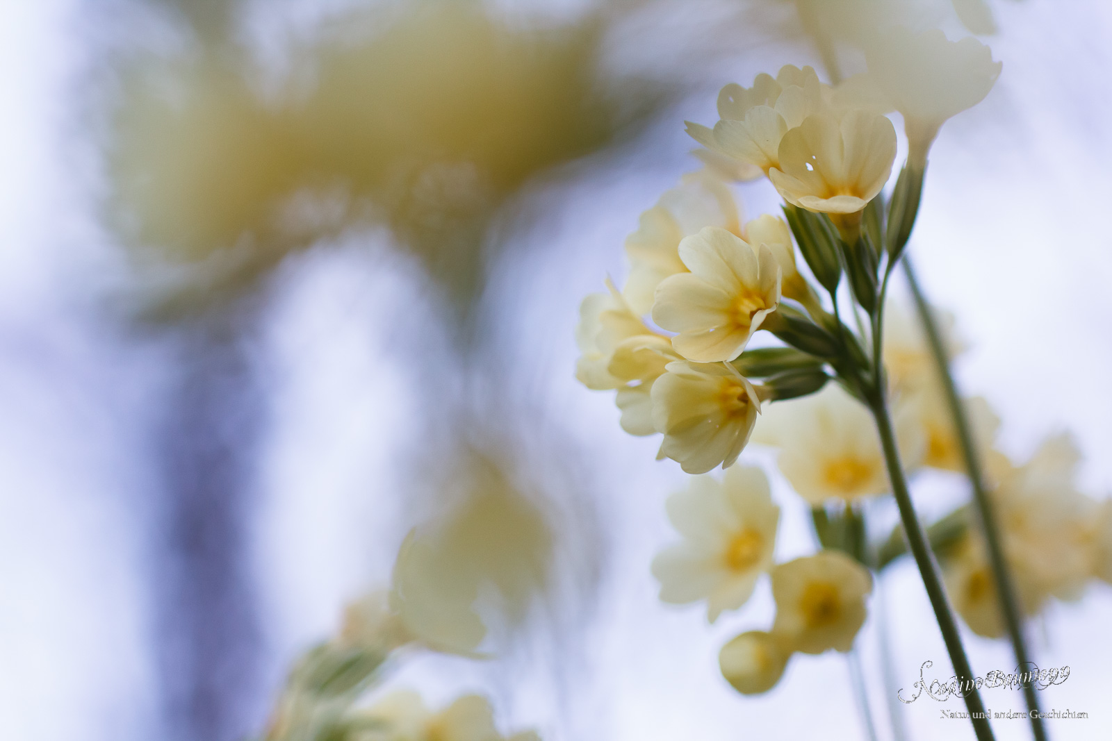 Schlüsselblume (Primula elatior) 