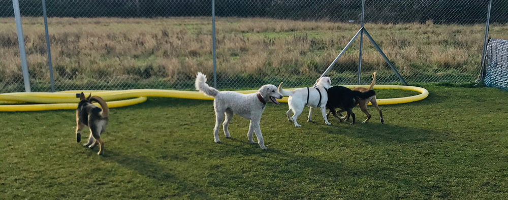 hundeschule rhein erft germany