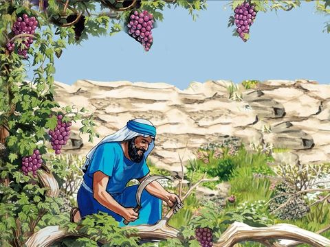 Jésus-Christ est la vraie vigne, le vrai cep. « Le sceptre ne s'écartera pas de Juda » : le futur Roi, le Messie tant attendu est bien de la tribu de Juda ; « jusqu'à ce que vienne celui auquel il appartient et à qui les peuples doivent obéissance »