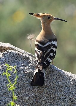 La destruction de Babylone la grande a été totale, il ne reste plus rien qui la relie aux humains, seuls les animaux sauvages comme les oiseaux impurs s’y réfugient, peut-être pour dévorer la chair de ce qui resterait de vie ou les cadavres.