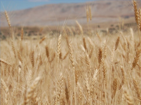 C'est bientôt la fin de ce monde, la moisson des humains est prête pour la récolte. Jésus est le maître de la moisson. Les humains sont comparés au bon blé et à la mauvaise herbe.