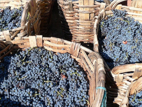 Après les vendanges de la terre, le raisin symbolique est jeté dans la grande cuve à vin de la colère de Dieu puis foulé ou écrasé. c’est Jésus qui supervise les différents évènements du temps de la fin sur la terre : la moisson, puis les vendanges.