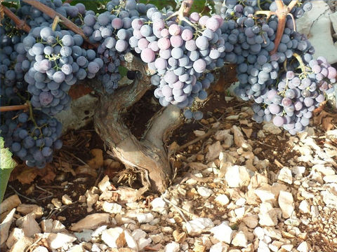 Les raisins mûrs sont récoltés ou vendangés, puis foulés ou écrasés dans une grande cuve pour obtenir le moût. Puis le moût fermente et les sucres sont transformés en alcool. Suivent alors les étapes de clarification et de maturation ou vieillissement. 