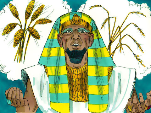  Le pharaon a fait un rêve prophétique: 7 épis vides engloutissent 7 épis vides-Daniel interprète le rêve et prédit 7 années de famine